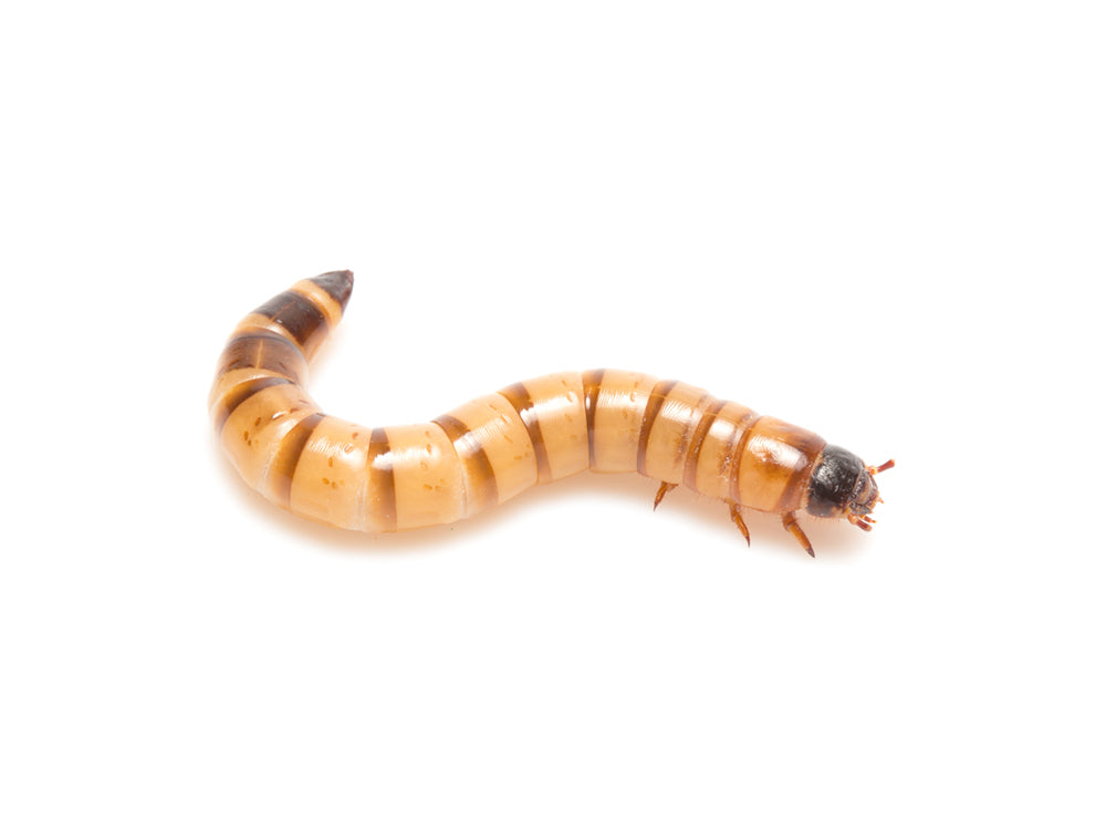 Small Superworms superworms DubiaRoaches.com 