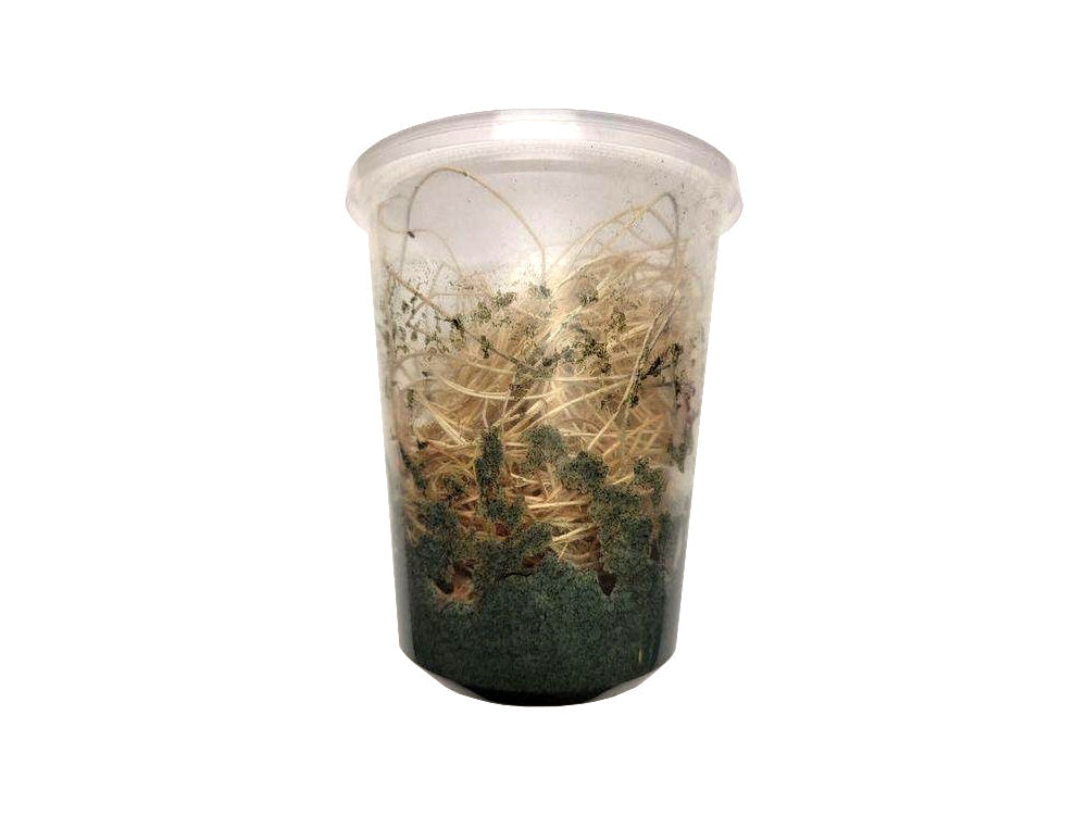 Fruit Flies - Wingless Melanogaster Culture - Free Shipping