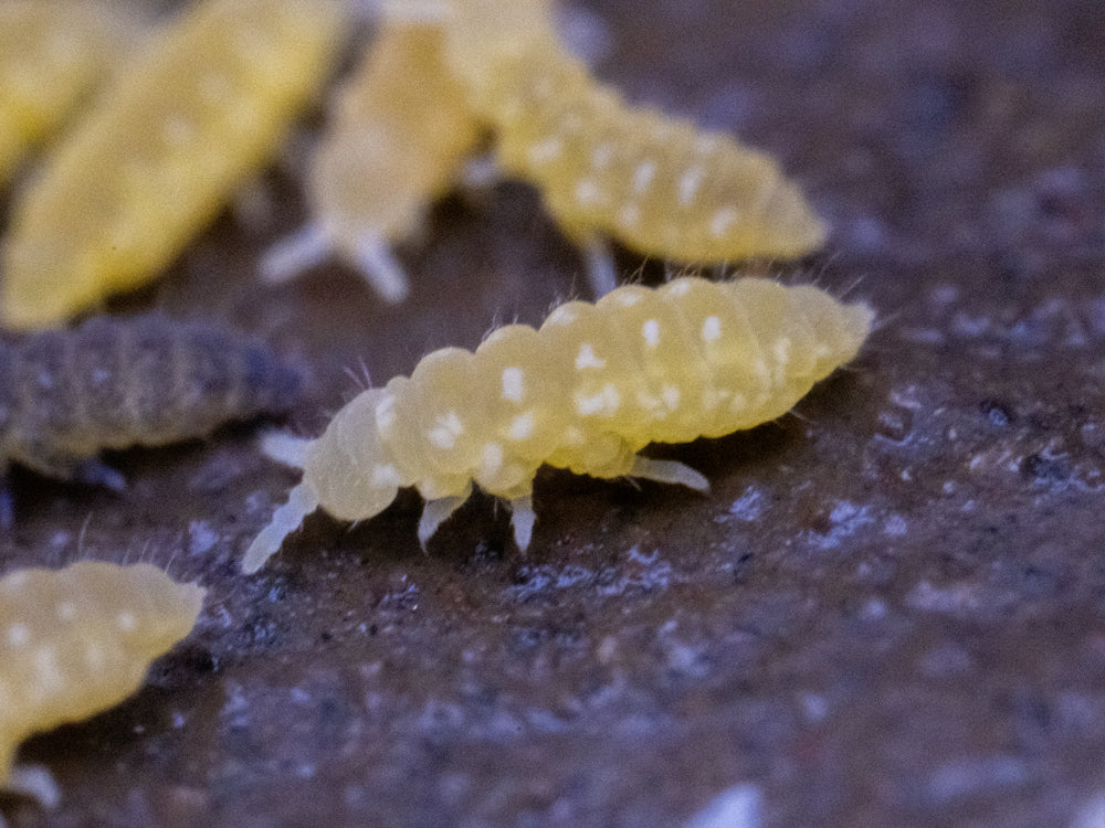 Yellow Albino Springtails 10ct. (Ceratophysella sp.) RPG 