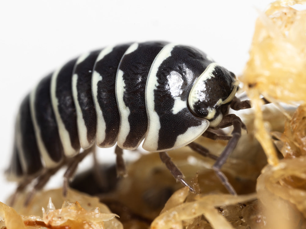 "Zebra" isopods Armadillidium maculatum