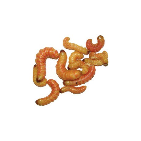 Top Choice Butterworms for Sale