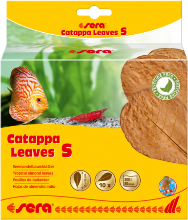 Sera Catappa Leaves, Small