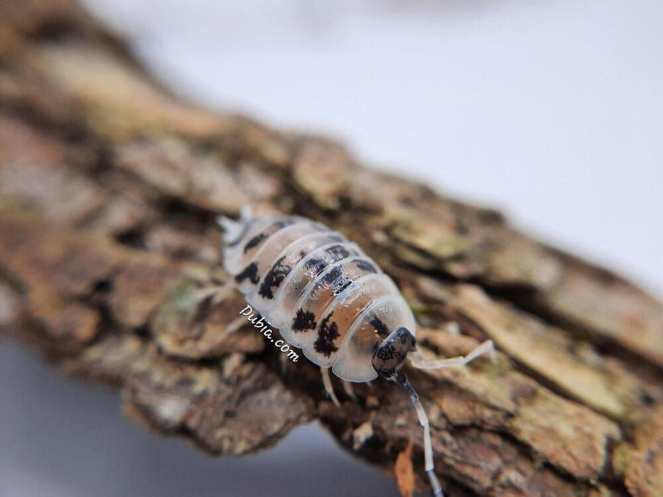 12+ Porcellio Laevis 'Dairy Cow' Isopods – Clean-Up Crew For Bioactive Terrariums