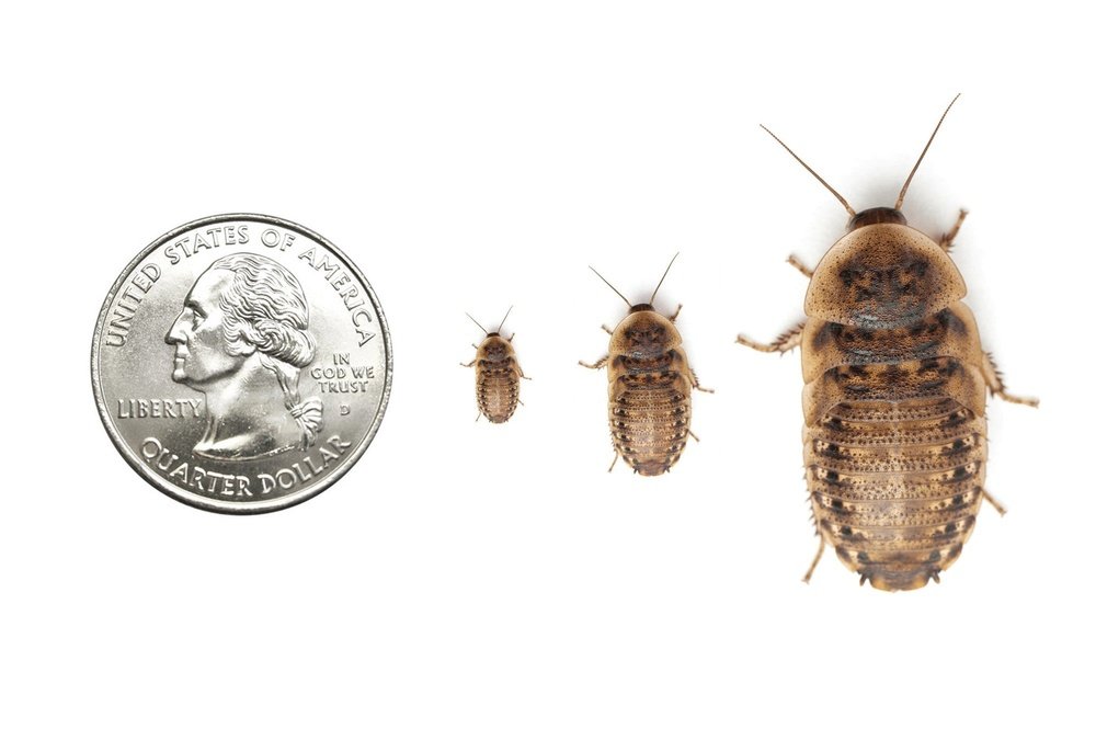 Dubia Roaches FREE SHIPPING