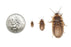 Dubia Roaches