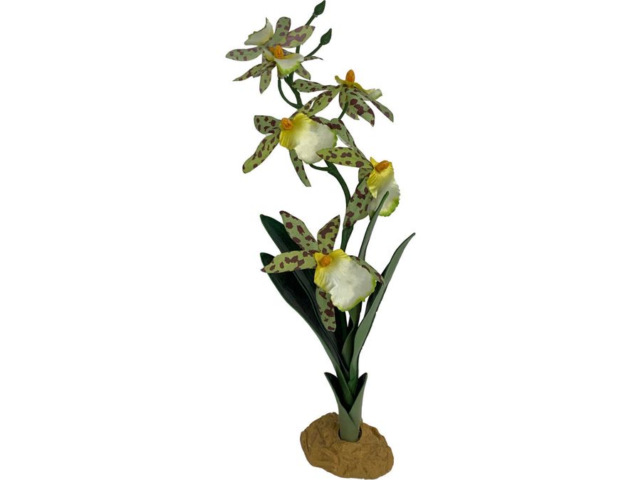 Komodo Spider Orchid Plant w/Gravel 1ea