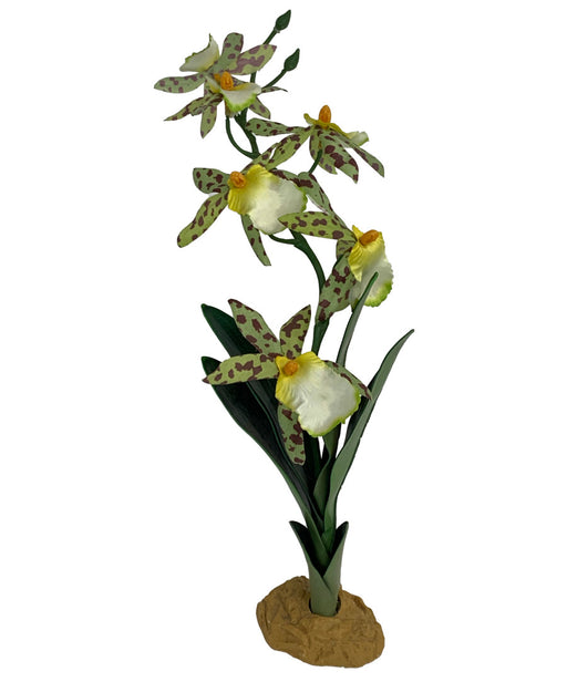 Komodo Spider Orchid Plant w/Gravel 1ea