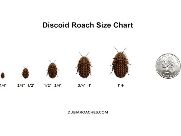 Discoid Roaches FREE SHIPPING