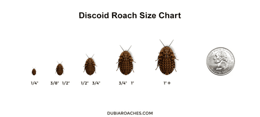 Discoid Roaches FREE SHIPPING