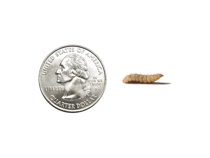 Large Soldier Fly Larvae