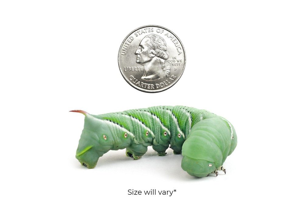 Hornworms FREE SHIPPING