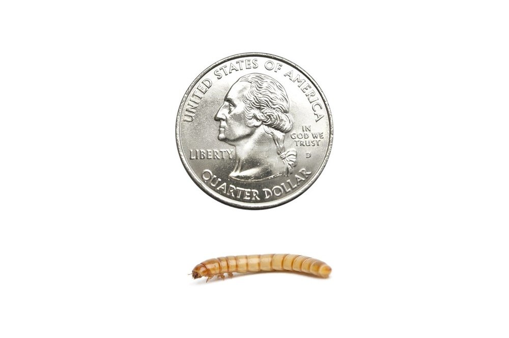 Mealworms FREE SHIPPING