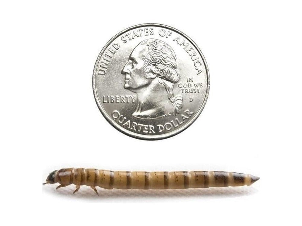 Superworms FREE SHIPPING