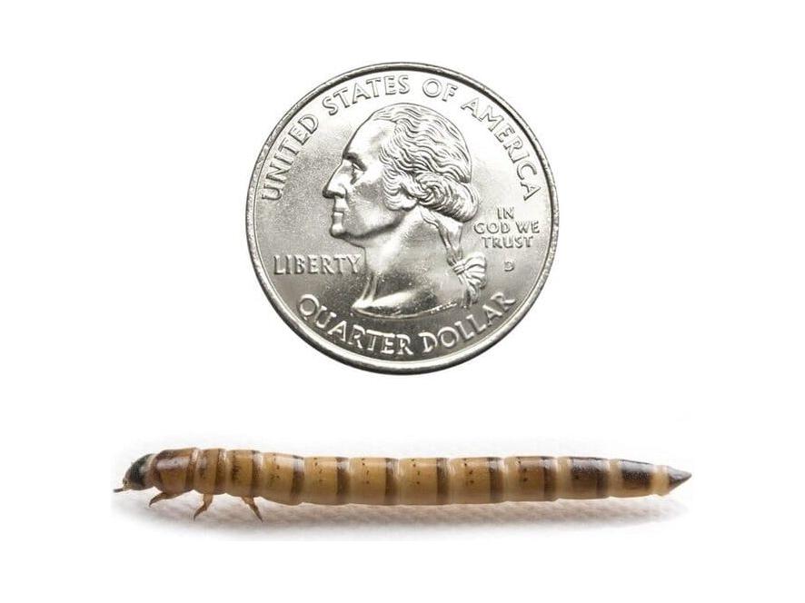 Superworms FREE SHIPPING superworms DubiaRoaches.com Large 200