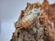 Porcellio laevis "Milkback" Isopods FREE SHIPPING