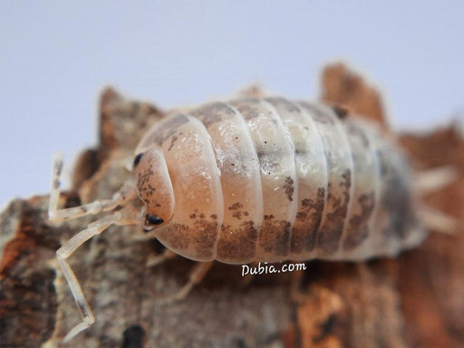 Porcellio laevis "Milkback" Isopods FREE SHIPPING