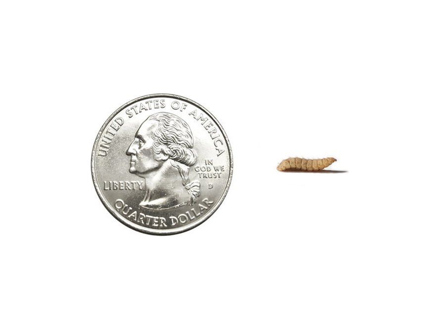 Medium Soldier Fly Larvae FREE SHIPPING