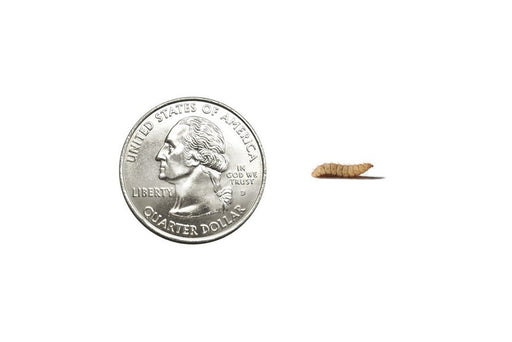 Medium Soldier Fly Larvae FREE SHIPPING