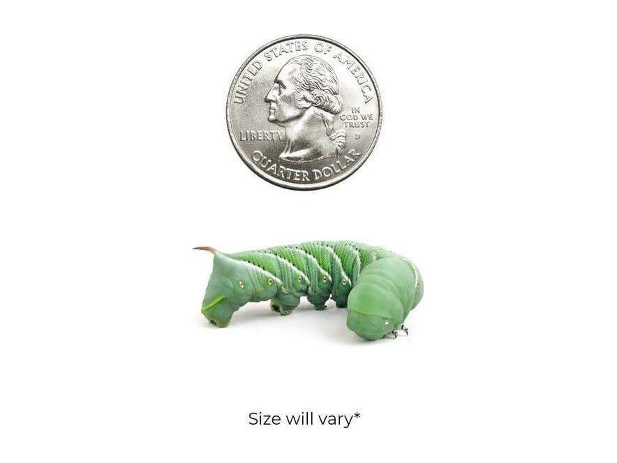 Hornworms Reptile & Amphibian Food Dubia.com Medium 12ct