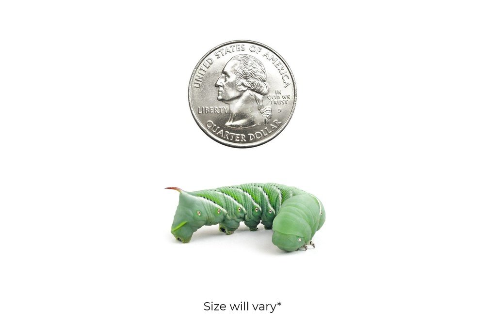 Medium Hornworms FREE SHIPPING