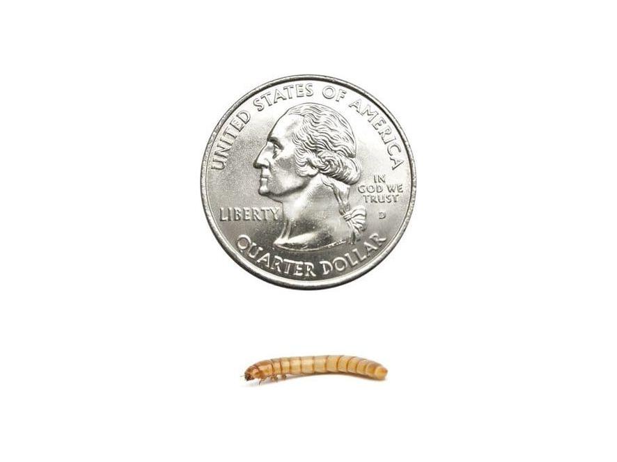 Mealworms FREE SHIPPING mealworms DubiaRoaches.com Medium 100