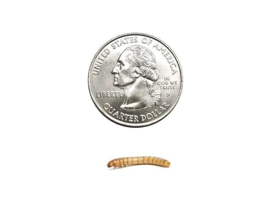 Mealworms mealworms DubiaRoaches.com Medium 200