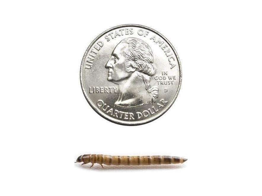 Superworms superworms DubiaRoaches.com Medium 25