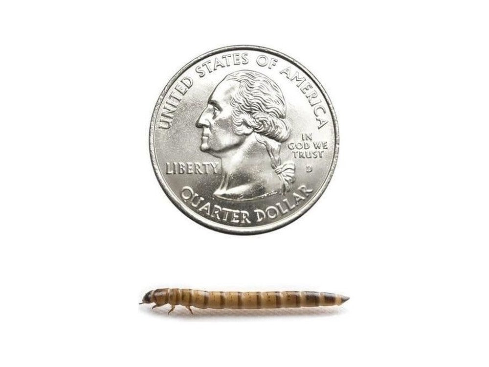 Superworms FREE SHIPPING