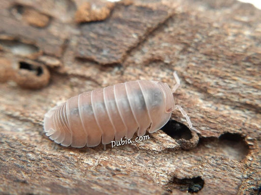 Cubaris Murina "Papaya" Isopods FREE SHIPPING