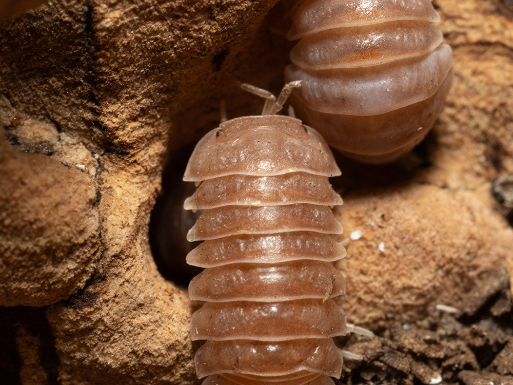 "Spanish Red" Isopods Armadillo officinalis