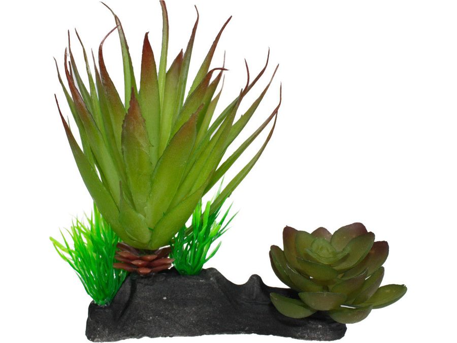 Komodo Succulent Plant 1ea/One Size