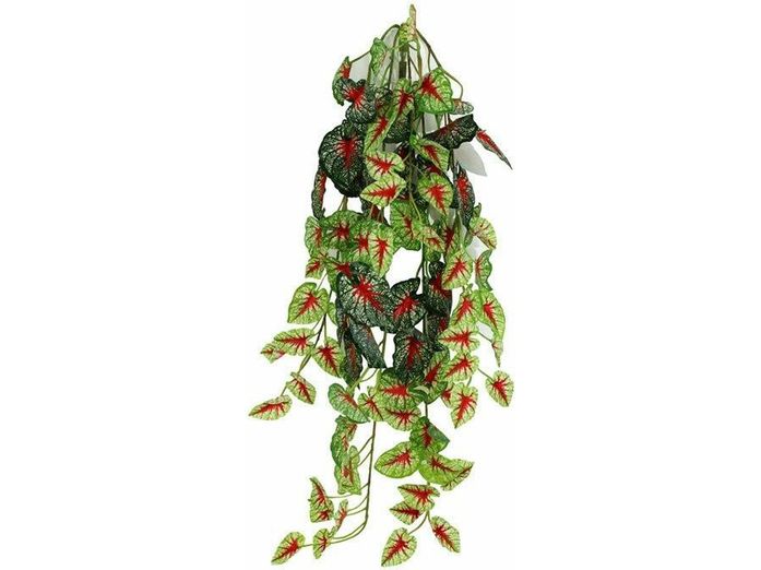 Pangea Hanging Bush Caladium (24inch)