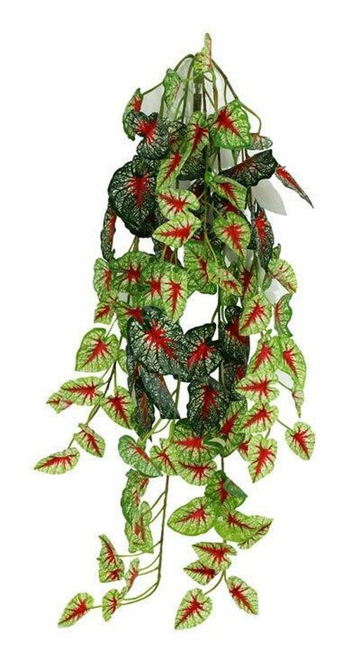 Pangea Hanging Bush Caladium (24inch)