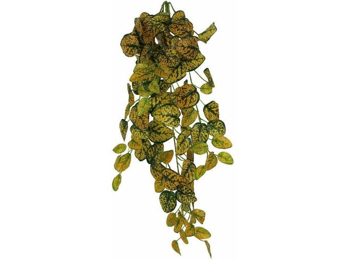 Pangea Hanging Bush Japanese Laurel (24inch)