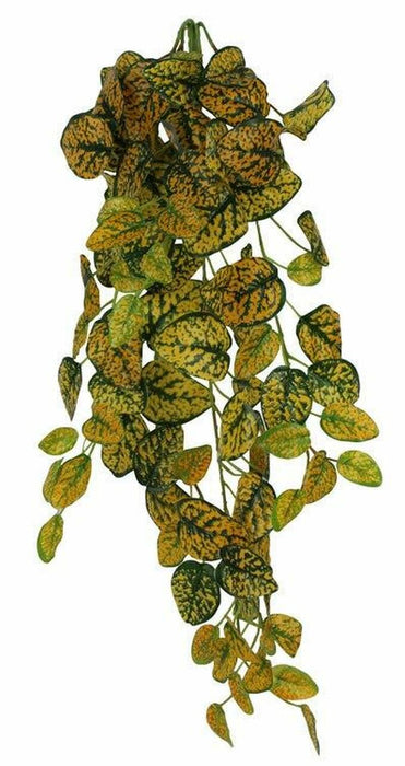 Pangea Leafy Vine Japanese Laurel (6ft)