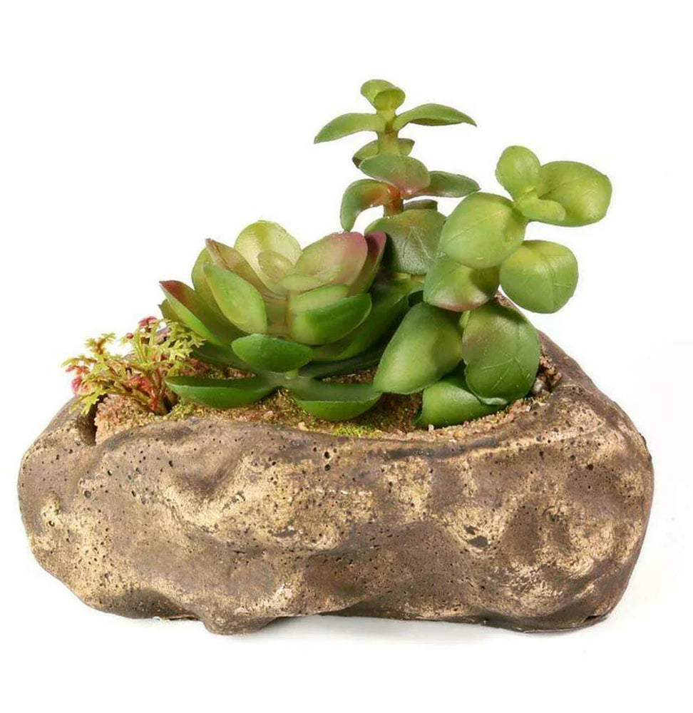 Pangea Succulent Garden #2