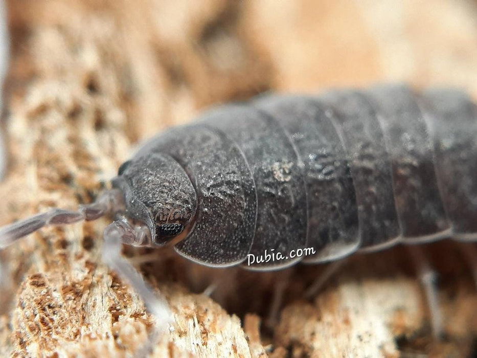 Porcellionides pruinosus "Powder Blue" Isopods FREE SHIPPING