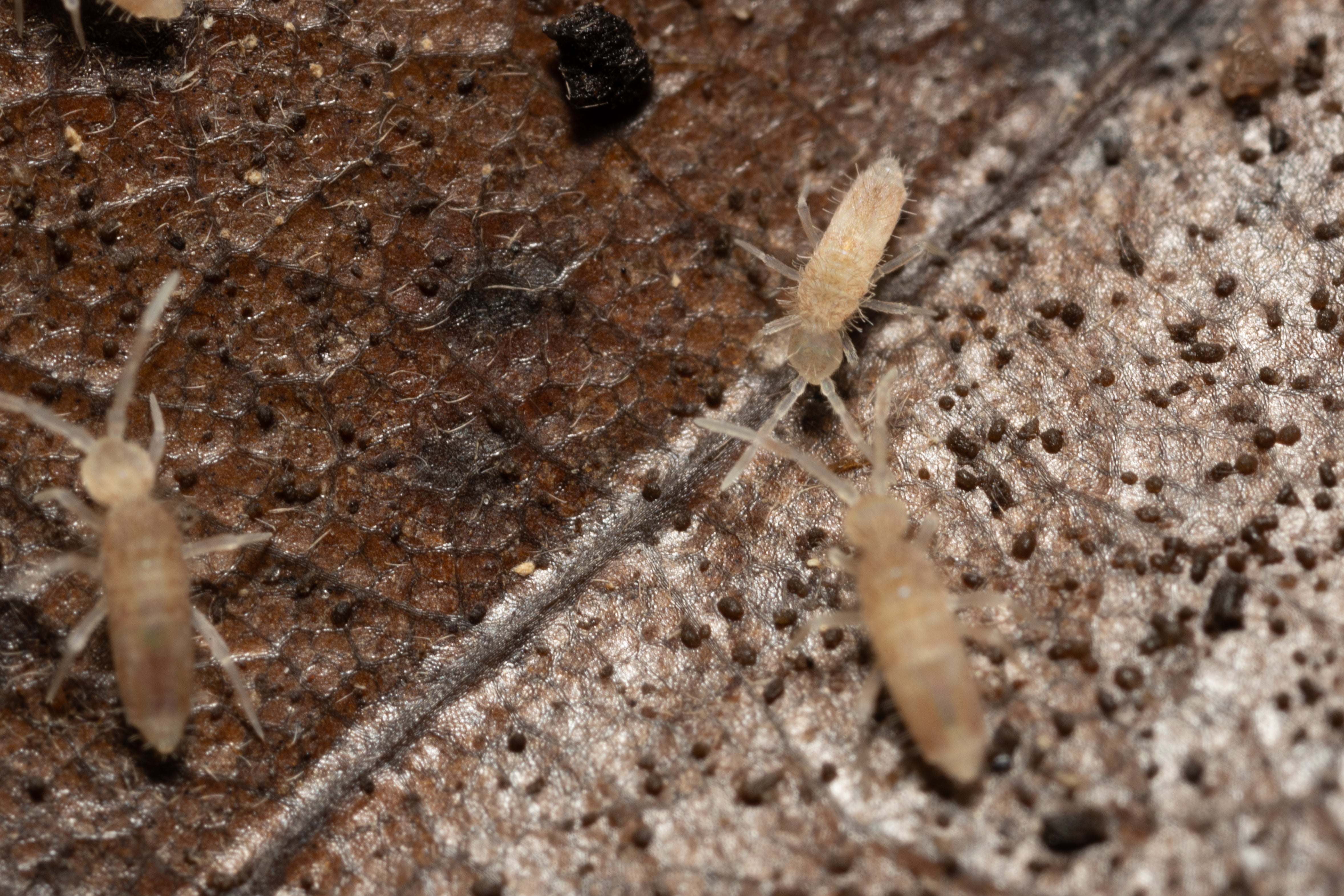 Springtail Starter Culture Tropical Pink Coecobrya cf. tenebricosa
