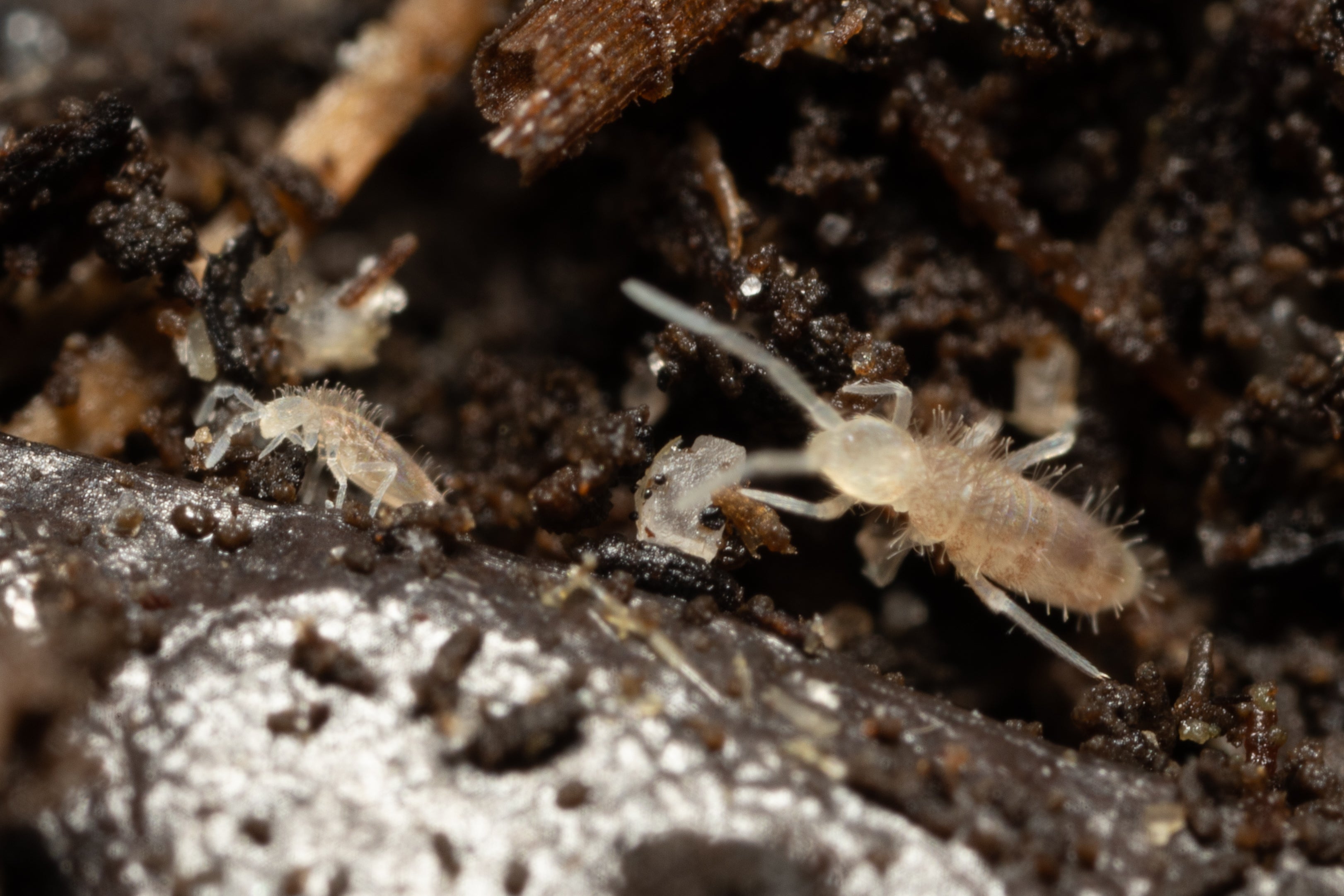 Springtail Starter Culture Tropical Pink Coecobrya cf. tenebricosa