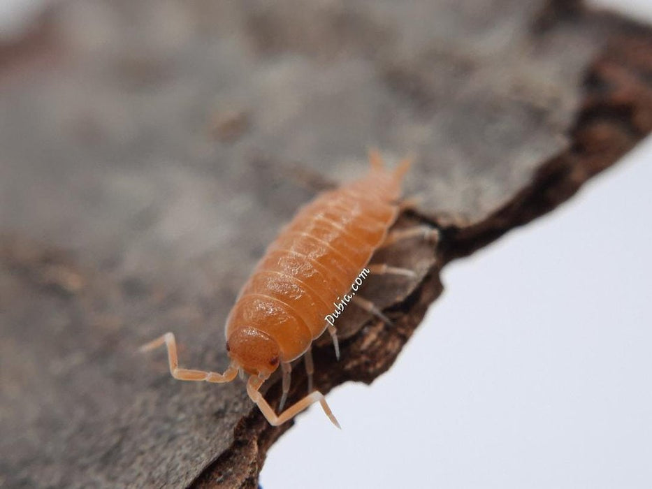 Porcellionides pruinosus "Powder Orange" Isopods FREE SHIPPING