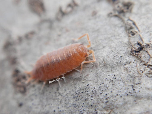 Porcellionides pruinosus "Powder Orange" Isopods FREE SHIPPING