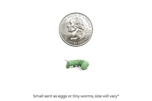 Small Hornworms FREE SHIPPING