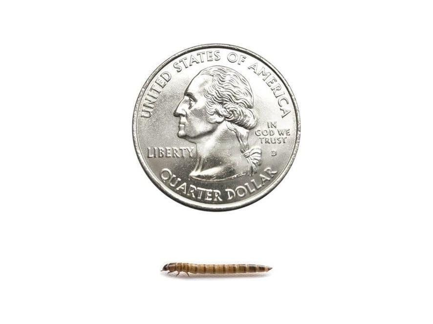 Superworms FREE SHIPPING superworms DubiaRoaches.com