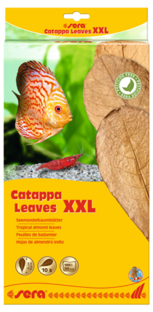 Sera Catappa Leaves, XXL