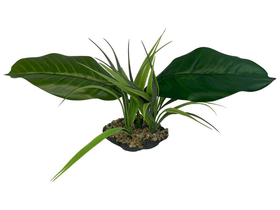 Komodo Woodland Canopy Plant 1ea/42 cm