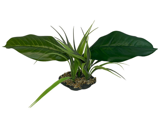 Komodo Woodland Canopy Plant 1ea/42 cm