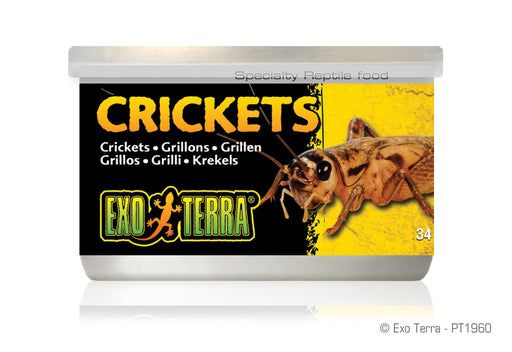 Bulk Live Crickets: Vita-Bugs 500 Count, Live Farm Fresh Crickets, Crickets  For Feeding Reptiles and Pets at Songbird Garden