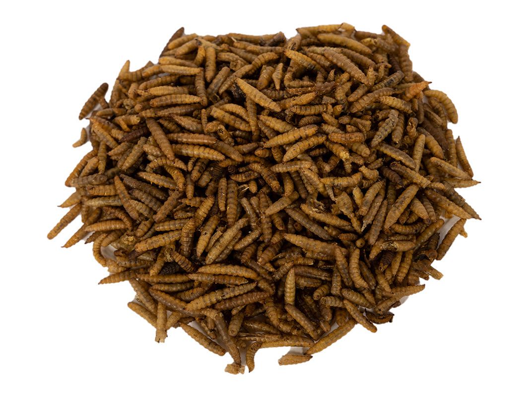 Dried NutriGrubs