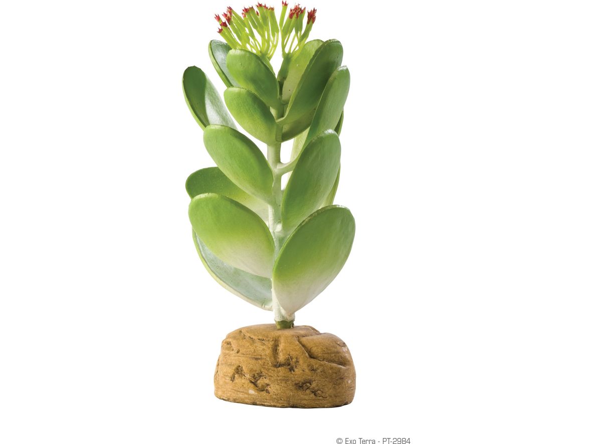 Exo Terra Jade Cactus