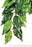 Exo Terra Ficus Silk Plant, Medium